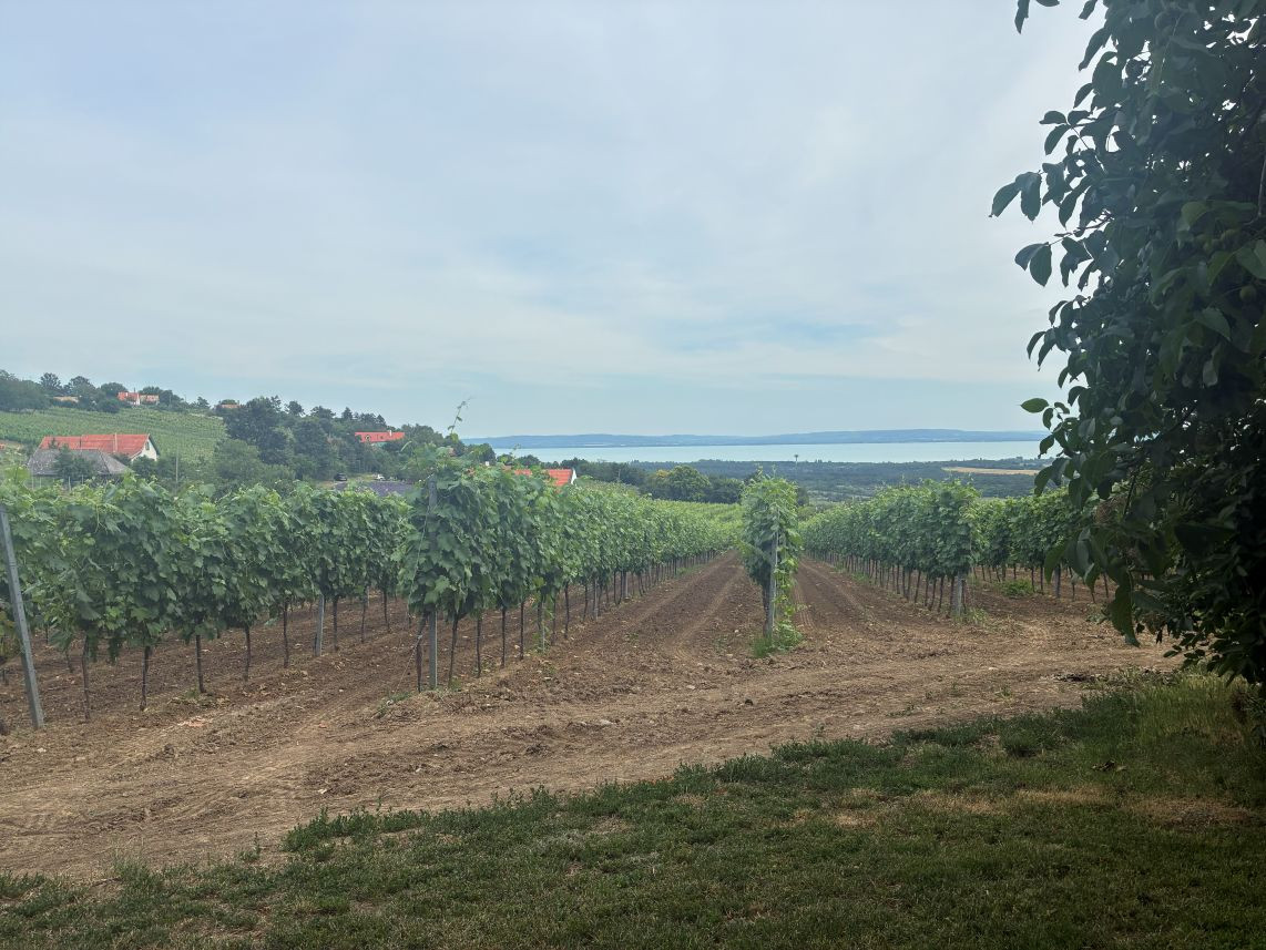 DIVIDE-tihany-fele-13